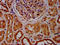 Copine 8 antibody, LS-C680313, Lifespan Biosciences, Immunohistochemistry paraffin image 