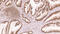 MutL Homolog 1 antibody, GTX01906, GeneTex, Immunohistochemistry paraffin image 