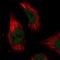 ILK Associated Serine/Threonine Phosphatase antibody, NBP2-76549, Novus Biologicals, Immunofluorescence image 