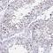 WD repeat-containing protein 72 antibody, NBP2-31800, Novus Biologicals, Immunohistochemistry frozen image 