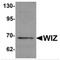 WIZ Zinc Finger antibody, MBS150772, MyBioSource, Western Blot image 