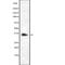 Olfactory Receptor Family 9 Subfamily G Member 1 antibody, abx217483, Abbexa, Western Blot image 