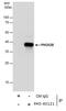 Paired Like Homeobox 2B antibody, PA5-40121, Invitrogen Antibodies, Immunoprecipitation image 