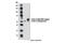 Kelch-like protein 12 antibody, 9406S, Cell Signaling Technology, Western Blot image 