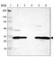Retrotransposon Gag Like 4 antibody, NBP1-81888, Novus Biologicals, Western Blot image 