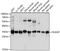 Fructosamine 3 Kinase Related Protein antibody, A12068, Boster Biological Technology, Western Blot image 