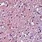 Transmembrane Protein 184A antibody, orb75395, Biorbyt, Immunohistochemistry paraffin image 