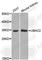 UBA Domain Containing 2 antibody, A8341, ABclonal Technology, Western Blot image 