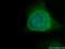 Peter Pan Homolog antibody, 11006-1-AP, Proteintech Group, Immunofluorescence image 