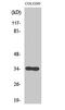 Cell Division Cycle 34 antibody, PA5-50926, Invitrogen Antibodies, Western Blot image 