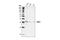 Cell Division Cycle 34 antibody, 4997S, Cell Signaling Technology, Western Blot image 