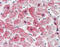 Crystallin Alpha B antibody, 49-069, ProSci, Immunohistochemistry frozen image 