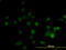 Diphthamide Biosynthesis 1 antibody, LS-C197072, Lifespan Biosciences, Immunofluorescence image 