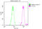 DEAD-Box Helicase 5 antibody, orb689103, Biorbyt, Western Blot image 