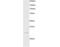 LIM And SH3 Protein 1 antibody, PA1-31450, Invitrogen Antibodies, Western Blot image 