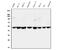 C-terminal-binding protein 2 antibody, PB9426, Boster Biological Technology, Western Blot image 