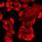 Mitochondrial Ribosomal Protein S30 antibody, LS-C668770, Lifespan Biosciences, Immunofluorescence image 
