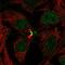 Ladybird Homeobox 2 antibody, HPA044257, Atlas Antibodies, Immunofluorescence image 