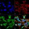 Neuroligin 1 antibody, MA5-27635, Invitrogen Antibodies, Immunofluorescence image 