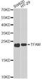 Transcription Factor A, Mitochondrial antibody, A13552, ABclonal Technology, Western Blot image 