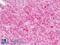 G Protein Subunit Alpha 12 antibody, LS-B9130, Lifespan Biosciences, Immunohistochemistry paraffin image 