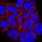 Desmoglein 2 antibody, MAB947, R&D Systems, Immunofluorescence image 