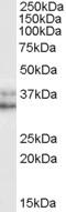 Arginase 1 antibody, orb19480, Biorbyt, Western Blot image 