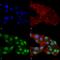 Met1 antibody, SMC-231D-A488, StressMarq, Immunofluorescence image 
