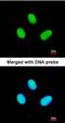 RNA Polymerase II Subunit B antibody, orb73774, Biorbyt, Immunofluorescence image 