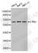 c-Myc antibody, A0309, ABclonal Technology, Western Blot image 