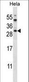 AKT1 Substrate 1 antibody, LS-C156229, Lifespan Biosciences, Western Blot image 