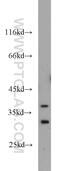 WW Domain Binding Protein 2 antibody, 12030-1-AP, Proteintech Group, Western Blot image 