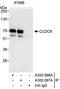 Coiled-coil domain-containing protein 6 antibody, A302-097A, Bethyl Labs, Immunoprecipitation image 
