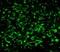 Tachykinin Receptor 1 antibody, PA1-32229, Invitrogen Antibodies, Immunofluorescence image 