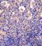 Killer Cell Lectin Like Receptor C2 antibody, GTX81130, GeneTex, Immunohistochemistry paraffin image 