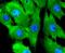 Mitogen-Activated Protein Kinase 1 antibody, NBP2-67360, Novus Biologicals, Immunofluorescence image 