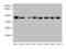 Actin Like 6A antibody, LS-C375132, Lifespan Biosciences, Western Blot image 