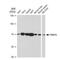 Protein Arginine Methyltransferase 5 antibody, GTX00832, GeneTex, Western Blot image 