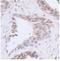 Mediator Complex Subunit 1 antibody, NB100-2574, Novus Biologicals, Immunohistochemistry frozen image 