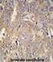 Latent Transforming Growth Factor Beta Binding Protein 1 antibody, abx033678, Abbexa, Immunohistochemistry frozen image 