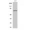 Histone Deacetylase 10 antibody, LS-C383928, Lifespan Biosciences, Western Blot image 