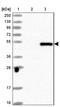Tripartite Motif Containing 23 antibody, NBP1-88846, Novus Biologicals, Western Blot image 
