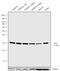 Orthodenticle Homeobox 2 antibody, 701948, Invitrogen Antibodies, Western Blot image 