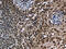 Lysine Demethylase 3B antibody, CSB-PA052445, Cusabio, Immunohistochemistry paraffin image 