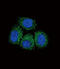 Sodium Channel Epithelial 1 Alpha Subunit antibody, abx034112, Abbexa, Flow Cytometry image 