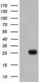 MOB Kinase Activator 3B antibody, NBP2-02843, Novus Biologicals, Western Blot image 