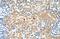 Tetraspanin 5 antibody, PA5-42906, Invitrogen Antibodies, Immunohistochemistry paraffin image 