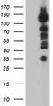 Transforming Acidic Coiled-Coil Containing Protein 3 antibody, TA501266, Origene, Western Blot image 