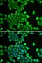 Proteasome Subunit Alpha 6 antibody, LS-C748580, Lifespan Biosciences, Immunofluorescence image 