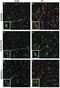 ADAM Metallopeptidase Domain 17 antibody, A00604-1, Boster Biological Technology, Immunofluorescence image 